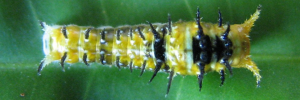 Early Larvae Top of Ulysses Swallowtail - Papilio ulysses joesa
